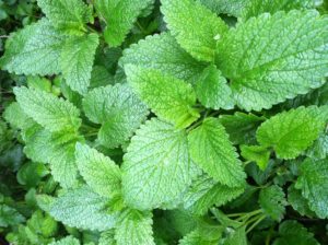 lemon balm